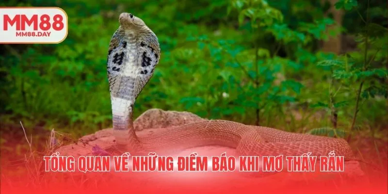 giai-thich-cac-tinh-huong-nam-mo-ran-danh-gi